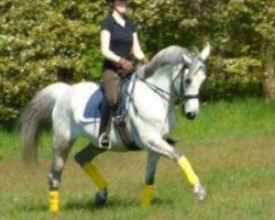 horse Gamils Maisha (Arab half breed / Partbred, 2012, from Gamil Salaam ox)