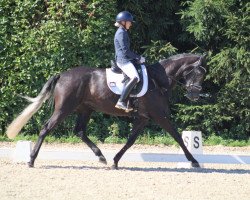 dressage horse Magdalena 13 (German Sport Horse, 2018, from Fürsten-Look)