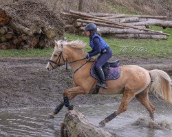 Springpferd Spirit 378 (KWPN (Niederländisches Warmblut), 2013)