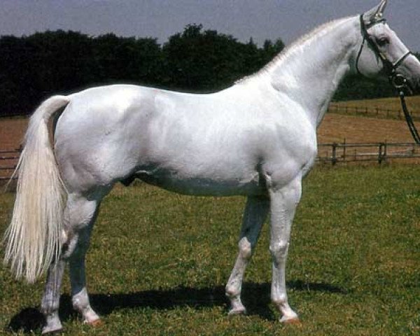 stallion Lavallo 66 FIN (Holsteiner, 1979, from Lord)