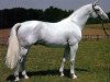 stallion Lavallo 66 FIN (Holsteiner, 1979, from Lord)