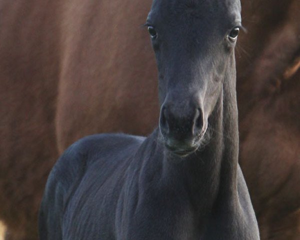 dressage horse Faye (Westphalian, 2012, from Fürstenball)