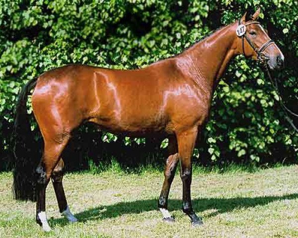 broodmare Catania Lady-M (Trakehner, 2001, from Finley M)
