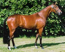 Zuchtstute Catania Lady-M (Trakehner, 2001, von Finley M)