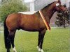 stallion Bartholdy (Trakehner, 1980, from Mahagoni)