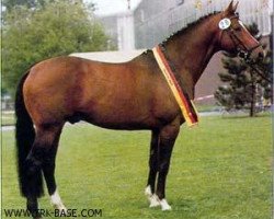 stallion Bartholdy (Trakehner, 1980, from Mahagoni)