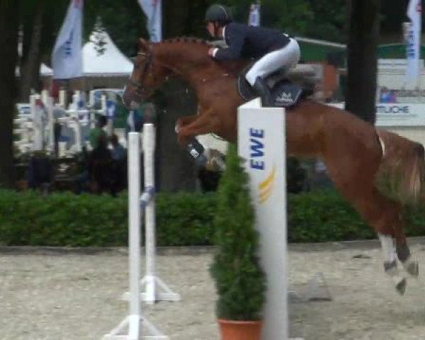 jumper Edelmann 43 (Hanoverian, 2007, from Escudo I)