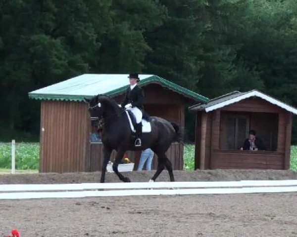 dressage horse Don Fury (Hanoverian, 2002, from Don Frederico)