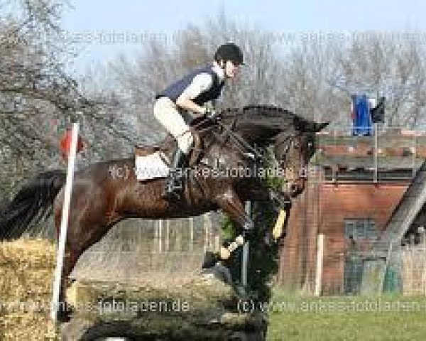 dressage horse Capristern 3 (Oldenburg, 1996, from Canaster I)