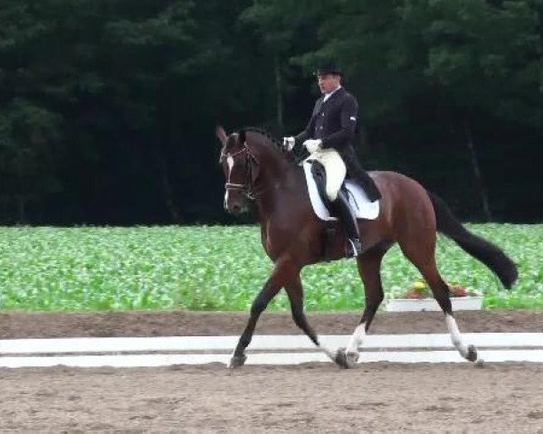 dressage horse Duvon 2 (Westphalian, 2003, from Dimension)