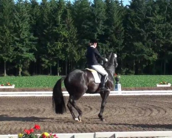 dressage horse Montmartre 6 (Danish Warmblood,  )