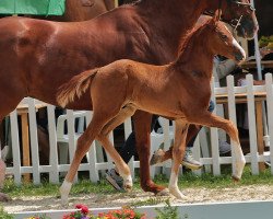 dressage horse D-Tox S (Westphalian, 2022, from Gut Wettlkam's D'Avie FRH)