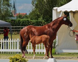 dressage horse Dik-dik Delu (Oldenburger, 2008, from Don Schufro)