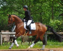 dressage horse Herzensangelegenheit (Hanoverian, 2012, from Herzensdieb)