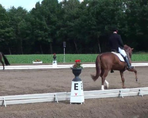 dressage horse Sansibar (Oldenburg, 2008, from San Amour I)