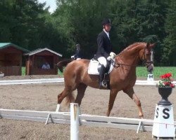 dressage horse Sir Wilhelm WS (Oldenburg, 2008, from Sir Donnerhall I)