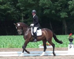 dressage horse De la Beaute (Oldenburger, 2008, from Don Romantic)