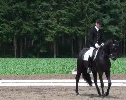 dressage horse Bela pharm's Ava Gardner (Oldenburg, 2008, from Sandro Hit)