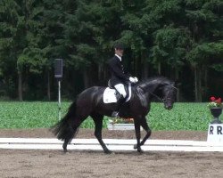 dressage horse Ascara OLD (Oldenburg, 2008, from Sandro Hit)