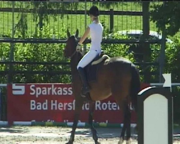 Springpferd West Side's Anny (Deutsches Reitpferd, 2005, von Quinn Step)