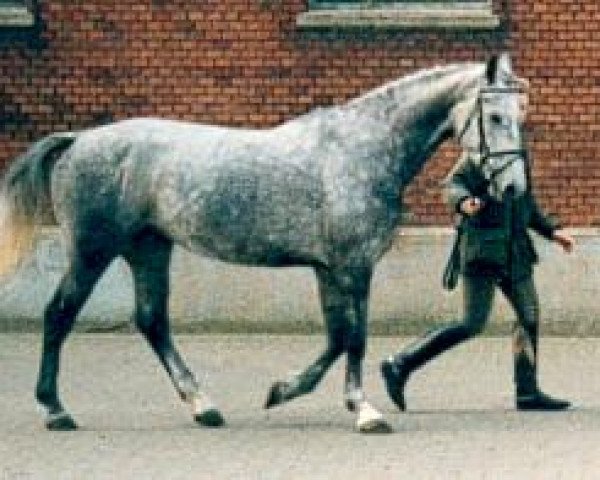 broodmare Alida II (Holsteiner, 1986, from Lagos)