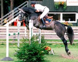 stallion Cyper Space (Holsteiner, 1996, from Caletto I)