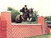 horse Patella 10 (Hanoverian, 1980, from Prinz Gaylord)