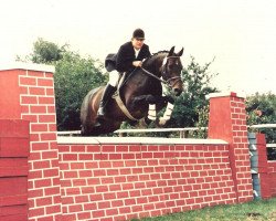 broodmare Patella 10 (Hanoverian, 1980, from Prinz Gaylord)