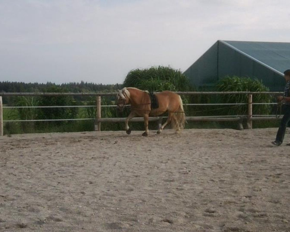 horse Neckermann (Haflinger, 2001, from Norian (7,81% ox))