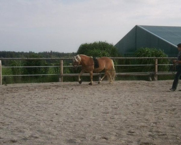 Pferd Neckermann (Haflinger, 2001, von Norian (7,81% ox))