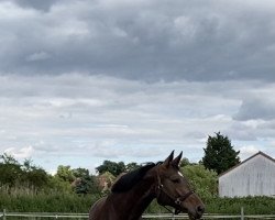 dressage horse Quluna L (Oldenburg, 2016, from Quinterus L)