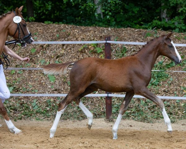 dressage horse Venustas Deep Love (German Riding Pony, 2022, from Venustas Cool Edition)