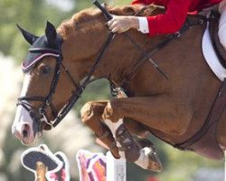 jumper Showgirl (Selle Français, 2000, from Gold de Becourt)