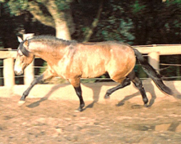 stallion Dulzon IX (Pura Raza Espanola (PRE), 1997, from Carmelo II)