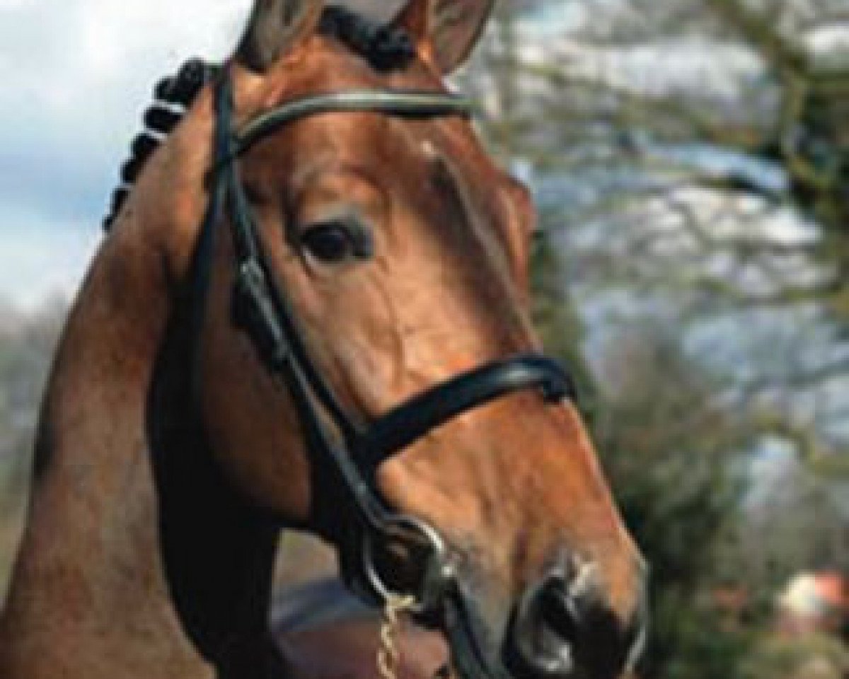 Deckhengst Larenco (Westfale, 1997, von Lancer III)