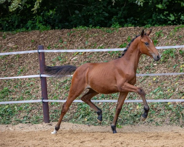 Springpferd Venustas Cool Prince (Deutsches Reitpony, 2022, von Venustas Cool Edition)