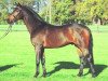 stallion Real Diamond (Hanoverian, 2001, from Rohdiamant)