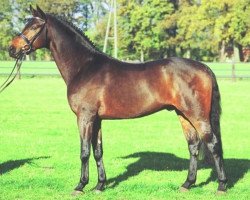 stallion Real Diamond (Hanoverian, 2001, from Rohdiamant)