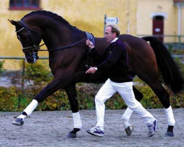 stallion Ragazzo (Hanoverian, 1990, from Raphael)
