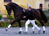 stallion Ragazzo (Hanoverian, 1990, from Raphael)