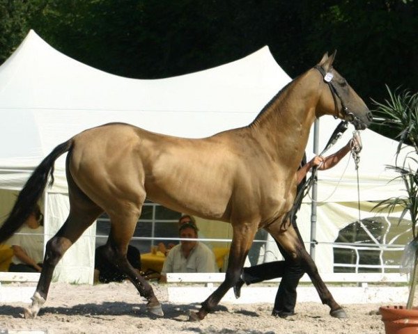 stallion Ovoi (Akhal-Teke, 1996, from Orlan)