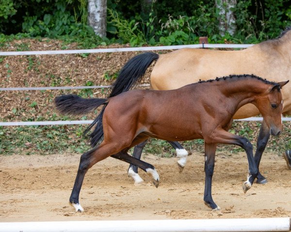 Springpferd Venustas Ferrani (Deutsches Reitpony, 2022, von Venustas Cool Edition)