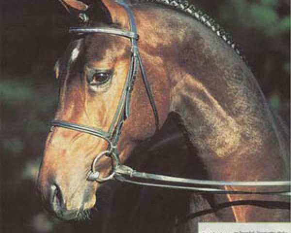 stallion Di Versace (Hanoverian, 1996, from Davignon I)