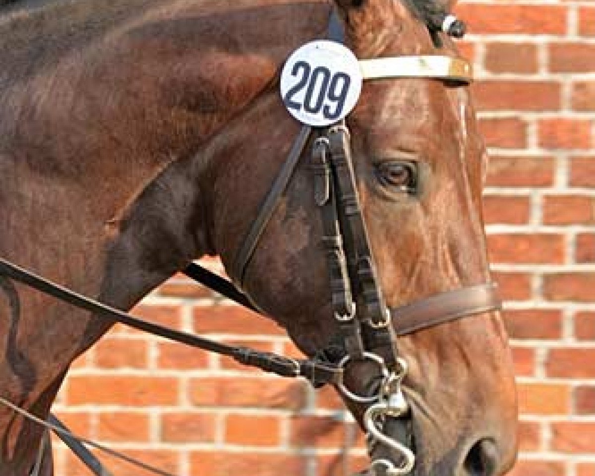stallion Wishing Luck (Hanoverian, 2000, from Windhauch xx)