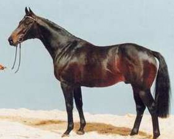 stallion Gambler's Cup xx (Thoroughbred, 1981, from Raise A Cup xx)