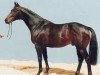 stallion Gambler's Cup xx (Thoroughbred, 1981, from Raise A Cup xx)