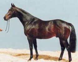 stallion Gambler's Cup xx (Thoroughbred, 1981, from Raise A Cup xx)