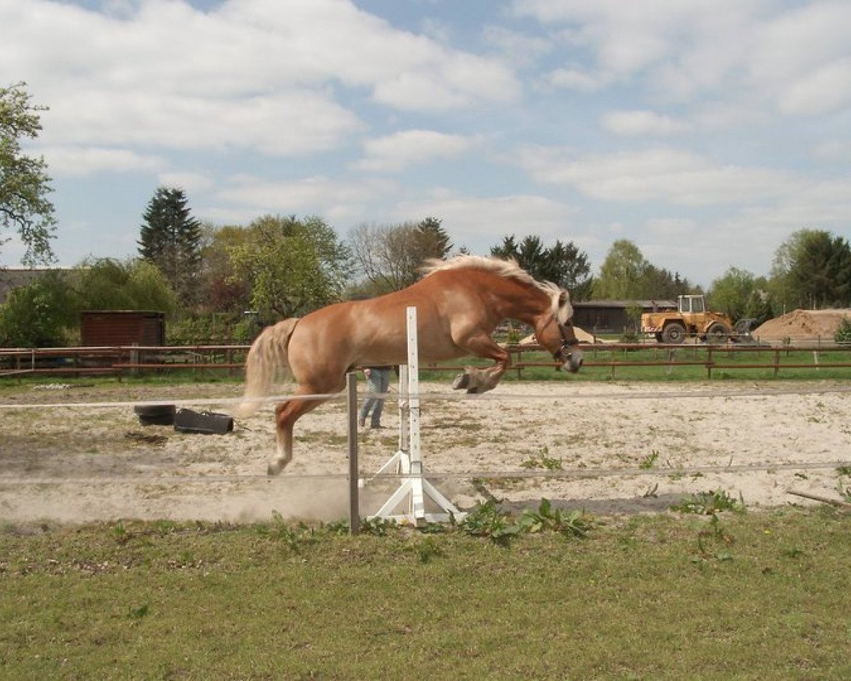 broodmare Nixe (1,57% ox) (Edelbluthaflinger, 1995, from Steinadler)