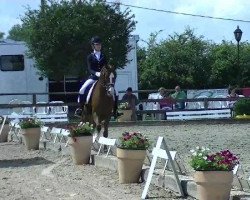 dressage horse Veith 14 (German Riding Pony, 2007, from Voyager 2)