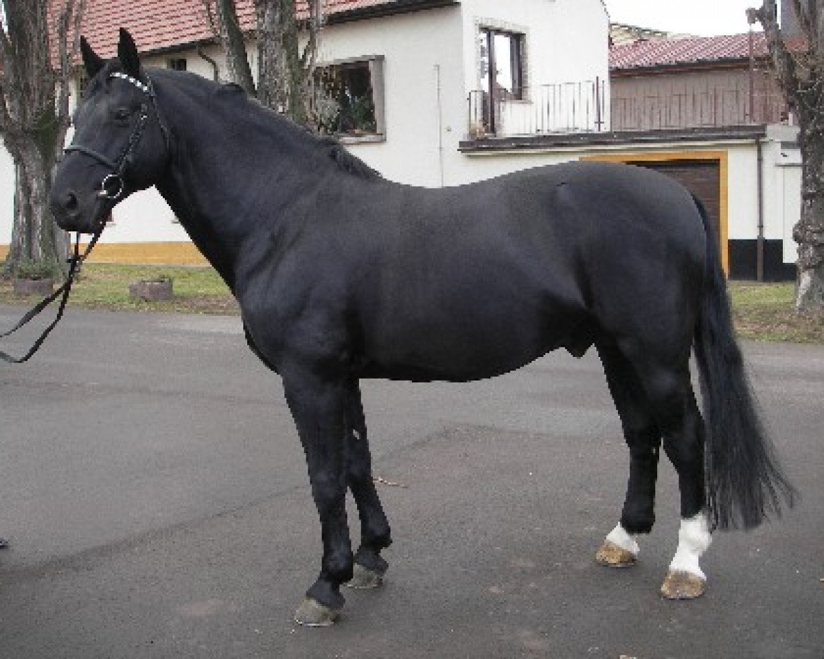 stallion Elbling (Heavy Warmblood, 1997, from Elton Mo 1445)